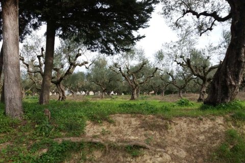 Land in Zakynthos, Greece No. 24506 7