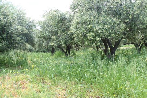 9700m² Land in Sitia, Greece No. 57403 5