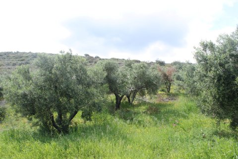 9700m² Land in Sitia, Greece No. 57403 3