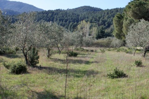 17643m² Land à Chalkidiki, Greece No. 60664 2