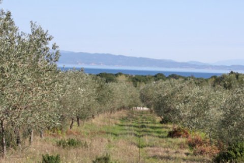 17643m² Land à Chalkidiki, Greece No. 60664 5