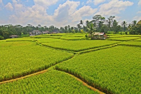 14 dormitorios Villa en Ubud, Indonesia No. 22877 6