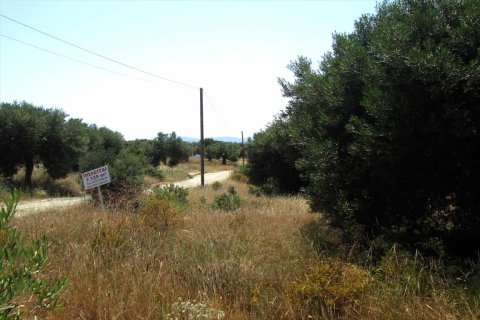 7125m² Land en Chalkidiki, Greece No. 59613 8