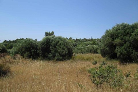 7125m² Land en Chalkidiki, Greece No. 59613 3