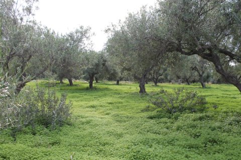 2456m² Land in Lasithi, Greece No. 57679 3