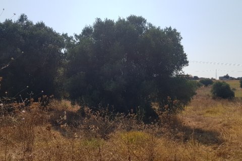 3255m² Land en Chalkidiki, Greece No. 56506 7