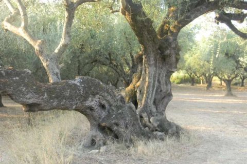 Land en Zakynthos, Greece No. 24695 6