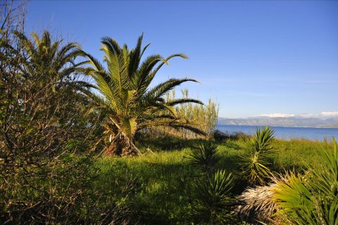 7800m² Land à Corfu, Greece No. 60436 6