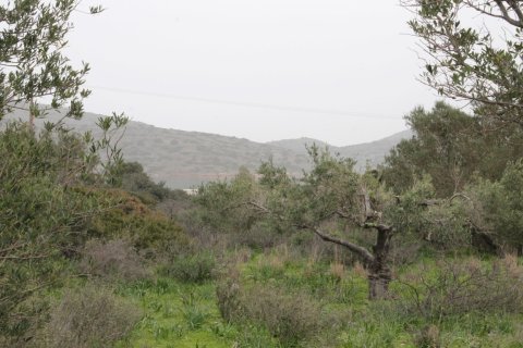 11488m² Land à Agios Nikolaos, Greece No. 57620 11