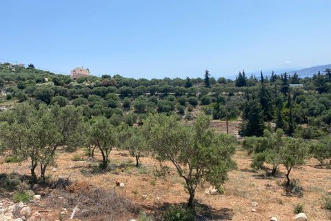 6800m² Land in Chania, Greece No. 55375 4