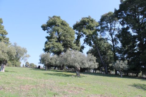 6400m² Land à Chalkidiki, Greece No. 58850 5