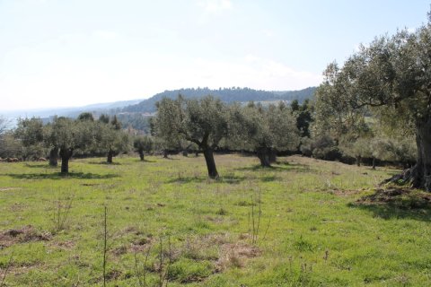 6400m² Land à Chalkidiki, Greece No. 58850 3