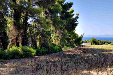 8000m² Land en Chalkidiki, Greece No. 58400 3