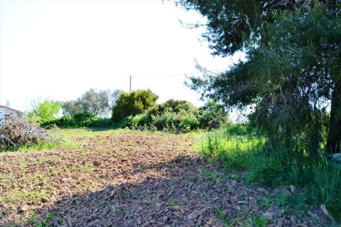 4000m² Land in Chalkidiki, Greece No. 59785 3